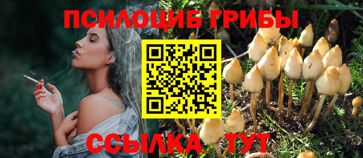 Гурьевск  закладка  Вход с VPN  Псилоцибиновые грибы GOLDEN TEACHER 